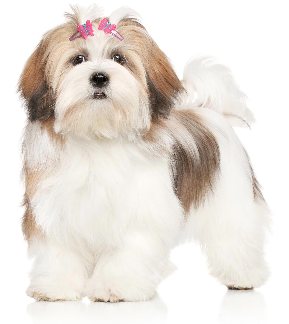 pet grooming salon