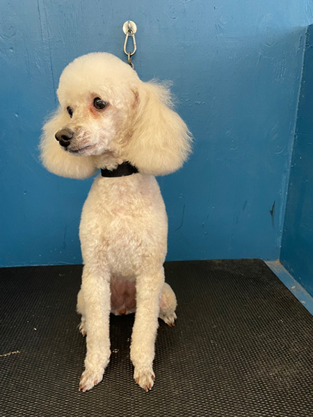 poodle