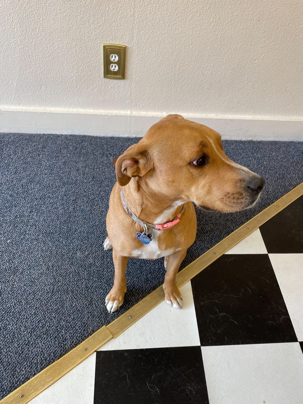 Pet Grooming Salon in Cheyenne, WY Four Paws Grooming