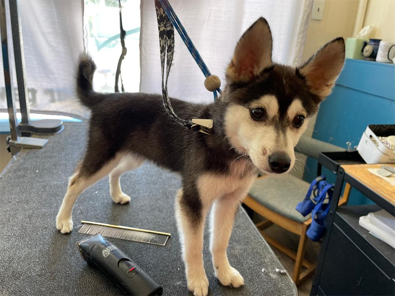 Cute alert puppy getting groomed